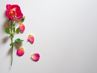 Flowers composition. Frame made of rose flowers, petals on white background. Valentine's Day background. Festive card. Flat lay, top view, copy space.