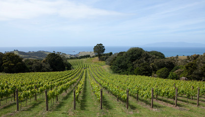 Fototapeta na wymiar Waiheke Island New Zealand Auckland Stony Batter Hills Vineyard