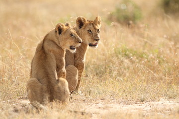 Fototapeta na wymiar Lion cub, baby lion in the wlderness of Africa