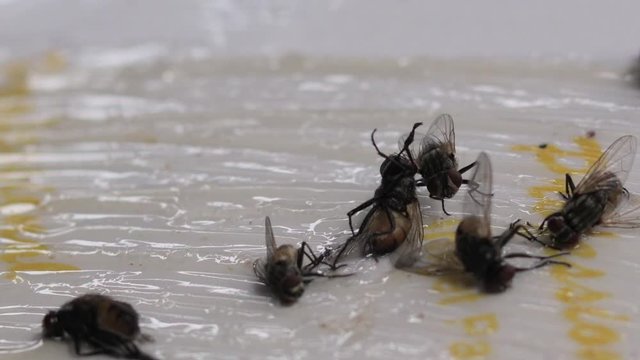House flies struggling to escape from a sticky fly paper with adhesive surface trapping them.