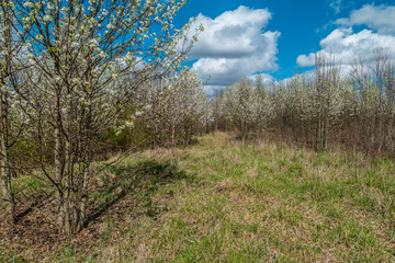 White flowering trees