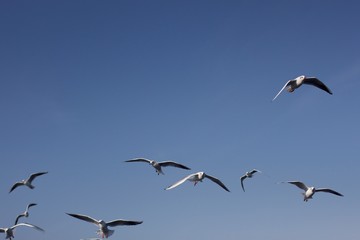 White birds flying together in light blue sky