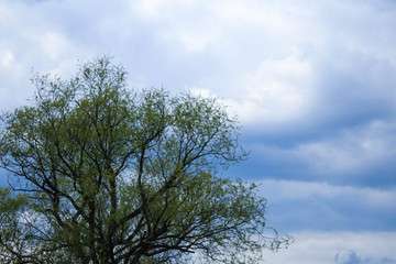 Spring Tree and Cloudy Blue Sky