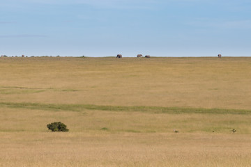Obraz premium Elefanten in der Masai Mara