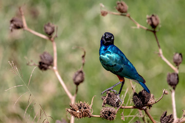 Glossy Starling