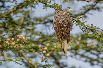 Nestbau eines Webervogels