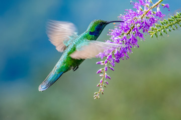 Green Violet-ear (Colibri thalassinus) hummingbird in flight isolated on a green background in Costa Rica © vaclav