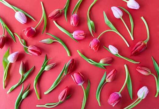 Frische Tulpen auf rotem Hintergrund