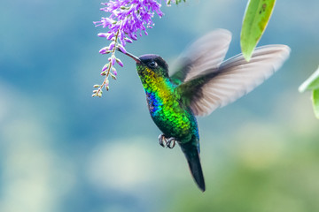 Green Violet-ear (Colibri thalassinus) hummingbird in flight isolated on a green background in...