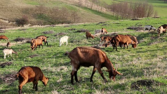 Goats are grazing grass, on a pasture, meadow over hill Herd of domestic goats are grazing grass at sunny green landscape. Photo - JPEG video codec