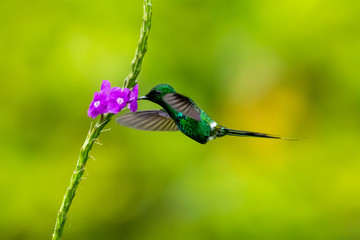 Green Violet-ear (Colibri thalassinus) hummingbird in flight isolated on a green background in Costa Rica