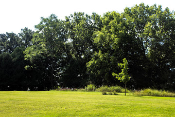 Summer Trees