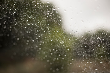naturaleza, flores, gotas, plantas con gotas de agua, en color y blanco y negro
