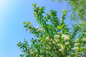 The branches of blossom of bird cherry against the blue sky.