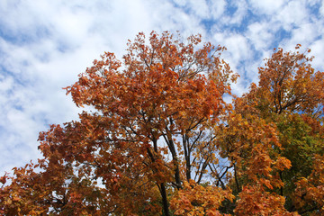 Orange Fall Trees