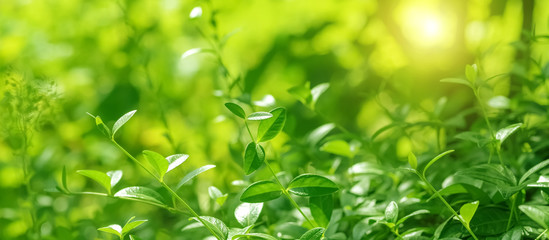 Fresh green leaves in the sunlight, border. Spring nature background. Selective focus.