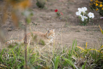 red cat sits in the bushes