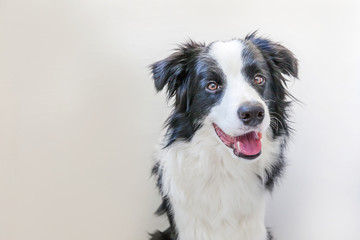 Obraz na płótnie Canvas Funny studio portrait of cute smilling puppy dog border collie isolated on white background. New lovely member of family little dog gazing and waiting for reward. Pet care and animals concept.