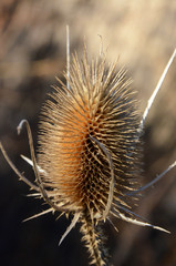 Large dry seed with thorns