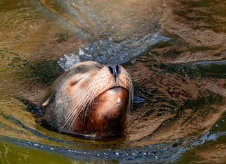 close up head sea lion