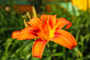 orange lily in garden