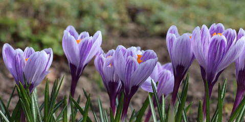 Fototapeta premium Krokusse