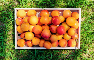 Top-view of a wooden basket of apricots on green field