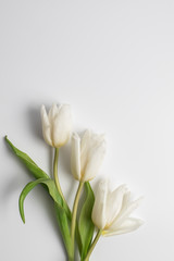 Three white tulips on a white background. Women's Day. Spring mood.