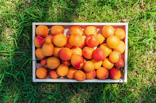 Top-view of a wooden basket of apricots on green field