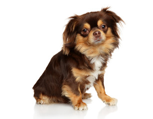 Adorable chihuahua dog sits on a white background