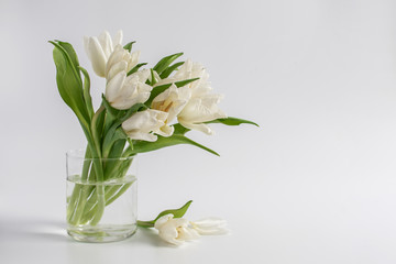 White tulips in a vase on a white background with space for text. Women's day Spring bouquet.