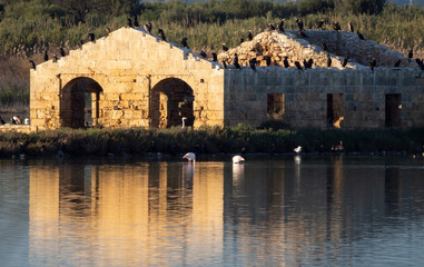 Fototapeta na wymiar A ruined building reflecting into the water with birds on top of it