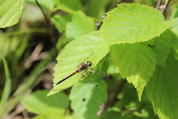 Gold Dragonfly