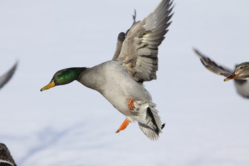 Hybrid mallard broadside