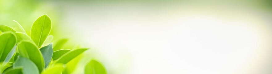 Close up of nature view green leaf on blurred greenery background under sunlight with bokeh and copy space using as background natural plants landscape, ecology cover concept.