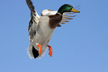 Drake mallard break dancing