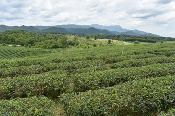 Fototapeta na wymiar Tea plantation Thailand Asia green valley 