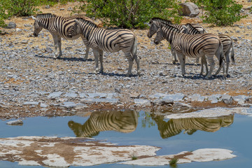 Fototapeta na wymiar Steppenzebras an einem Wasserloch im Etosha Nationalpark