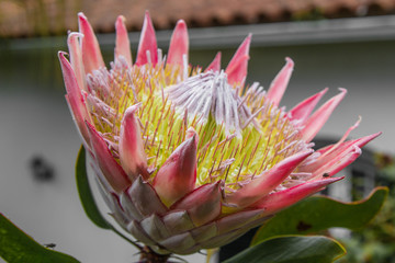 Protea Blume Madeira