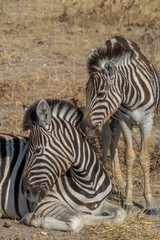 Fototapeta na wymiar Steppenzebras im Etosha Nationalpark