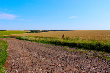 Beautiful nature background. Green   meadow and blue sky background. Wonderful landscape.