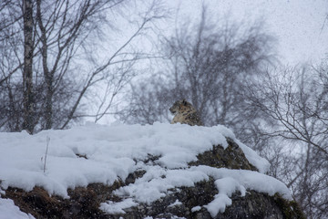 Snow leopard, Panthera uncia, laying on top of a ridge/cliff during a snow blizzard.