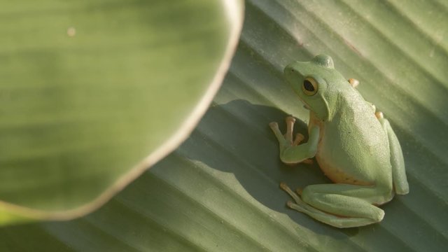 Green frog on a banana leaf