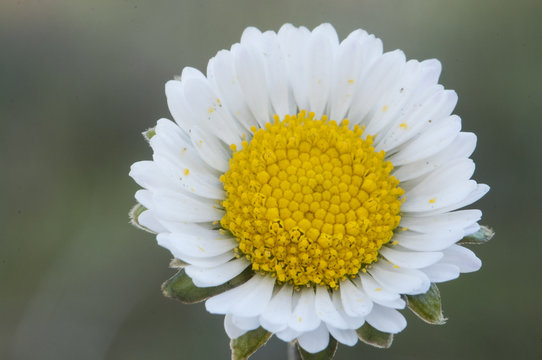 Bellis species common lawn or English daisy flower with white petals and orange yellow stamens sunny meadows of Andalusia due to high temperatures bloom in winter