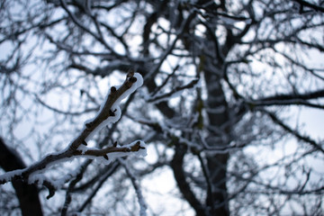 Closeup of tree branche covered with snow