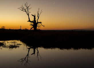 lonely tree in the field at sunset
