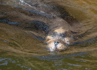 Obraz premium sea lion taking the head of the water