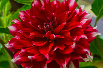 Delicate Dahlia petals in sunlight, close-up image