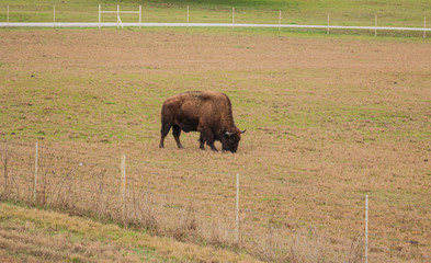 Buffalo Roaming