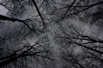 A Web of Tree Branches While Looking Up at the Sky